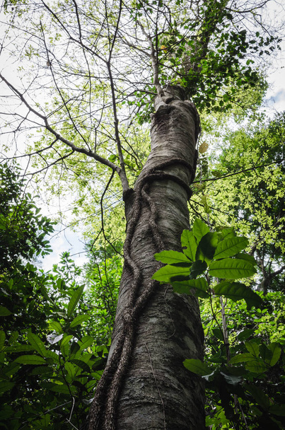 Vertikální pohled na strom obklopený vínem a přirozenou hustou vegetací v divoké tropické džungli Iguazu, Argentina - Fotografie, Obrázek