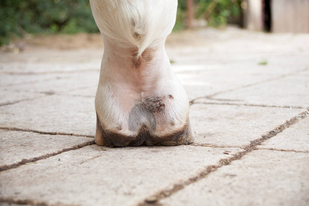 Febbre fangosa, dermatite da pastura agli arti inferiori delle zampe dei cavalli
 - Foto, immagini