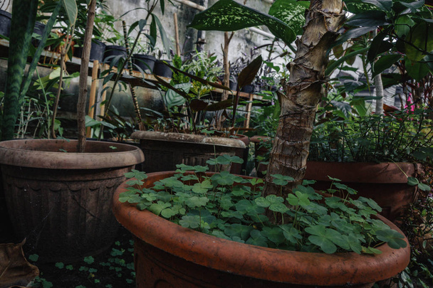 un ramo de flores y plantas en el invernadero. plantas verdes en la luz de la habitación naturaleza
 - Foto, imagen