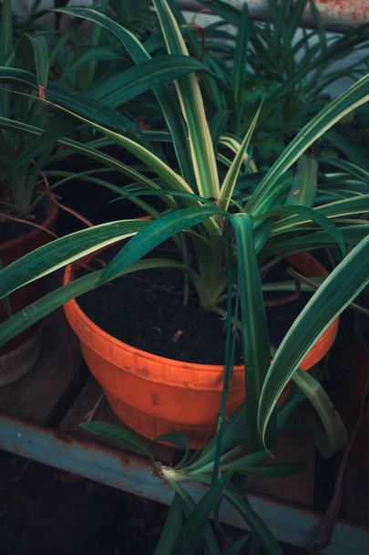 un ramo de flores y plantas en el invernadero. plantas verdes en la luz de la habitación naturaleza
 - Foto, imagen