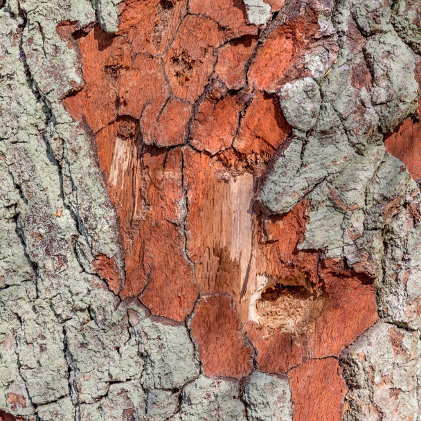 破損した木の樹皮のテクスチャのクローズアップ。部分的にカットされた t をクローズアップする - 写真・画像
