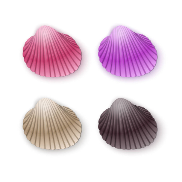 Set of scallop seashells, Vector seashells of cartoon style, illustration isolated on white background - Vector, Image