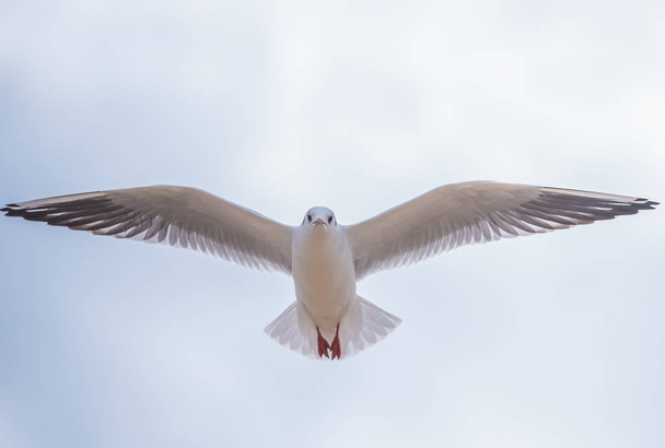 Seagull in flight - Zdjęcie, obraz