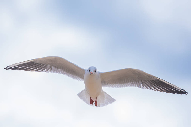 Seagull in flight - Foto, imagen