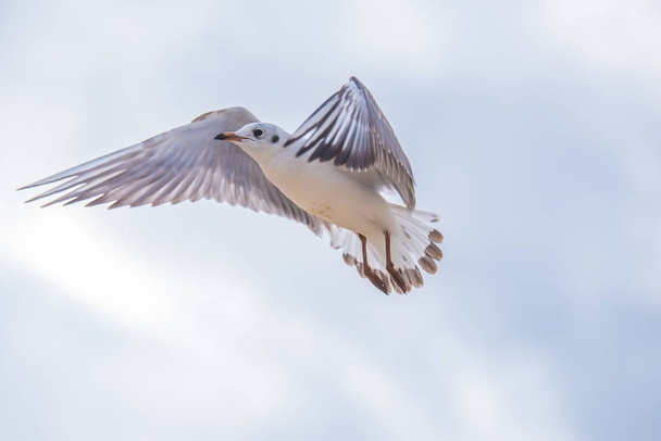Seagull in flight - Valokuva, kuva