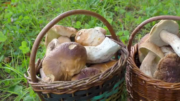 Two full baskets with edible mushrooms. - Footage, Video