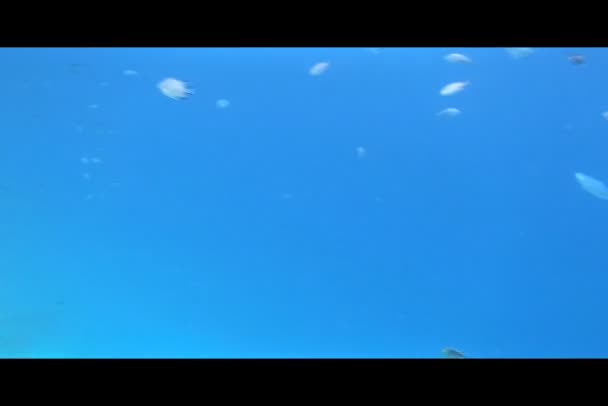 Ныряние с маской в Красном море - Кадры, видео