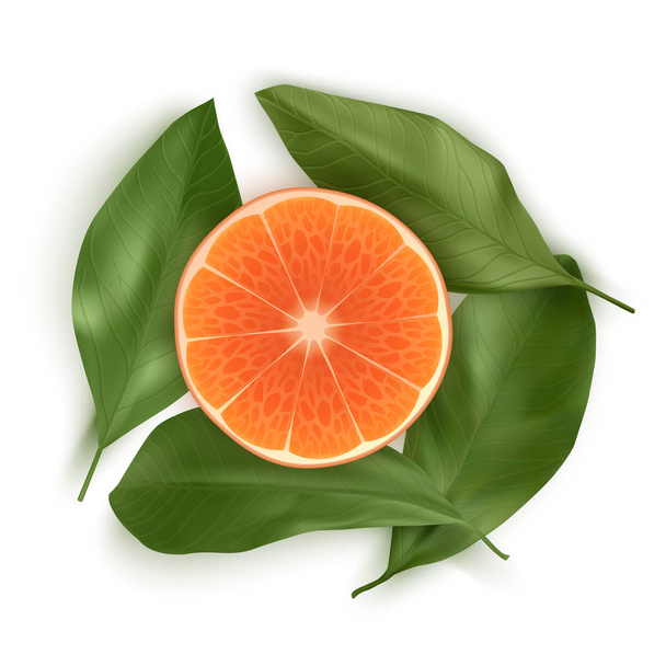 Kirkas vektori joukko värikäs puoli, viipaleita appelsiinia. Tuore realistinen viipale appelsiinia tai mandariinia lehtiä valkoisella pohjalla. Vektori EPS 10 kuva
 - Vektori, kuva
