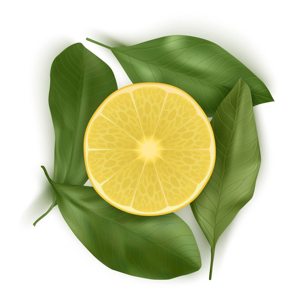 Bright vector set of colorful half, slice of Lemon. Fresh realistic slice of Lemon with leaves on white background. Top view, Vector EPS 10 illustration - ベクター画像