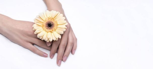 female hands with flower isolated on white background - 写真・画像