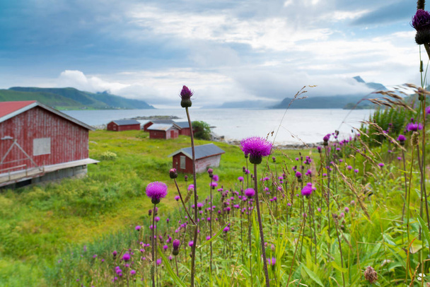 traditional norwegian houses - Zdjęcie, obraz