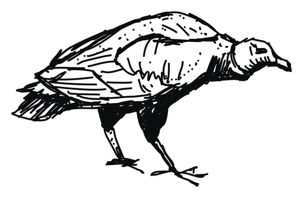 Desenho abutre, ilustração, vetor sobre fundo branco
. - Vetor, Imagem