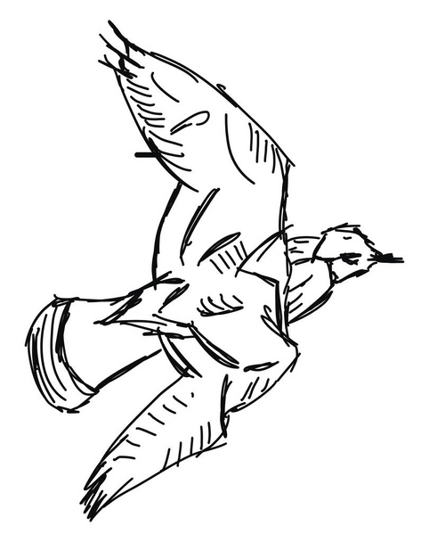 Uccello disegno, illustrazione, vettore su sfondo bianco
. - Vettoriali, immagini