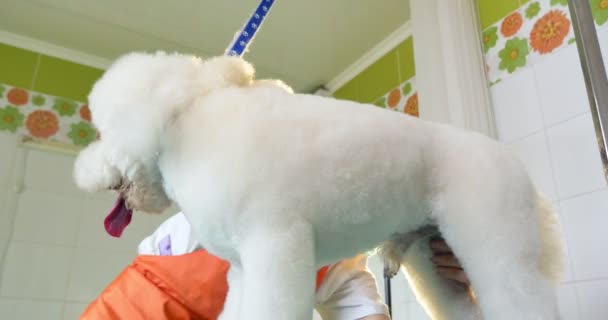Pies uwodzenie w salonie. Profesjonalny pies Groomer. Piękna młoda kobieta robi fryzurę dla psa - Materiał filmowy, wideo