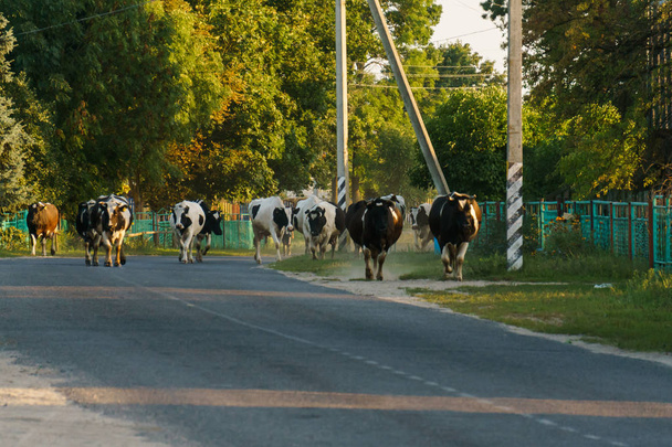 Cows go home from the field in the village. Summer landscape. - Photo, Image