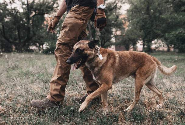 Belgian Malinois walks on a leash with the owner. Dog training. Nature is man's friend. Walk with a pet in the park - Fotografie, Obrázek