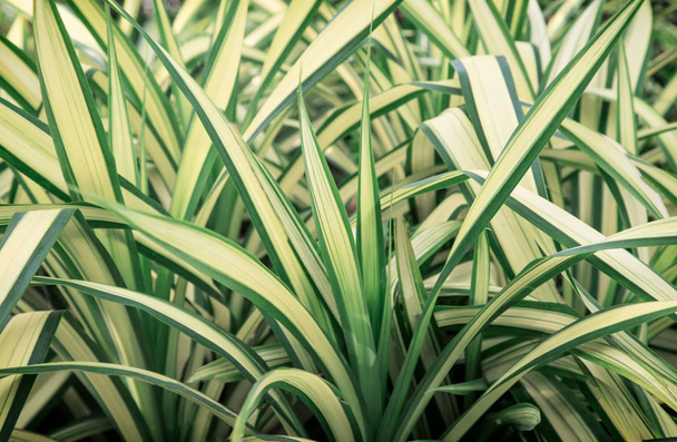 зеленые листья хлорофитового комоса
.  - Фото, изображение