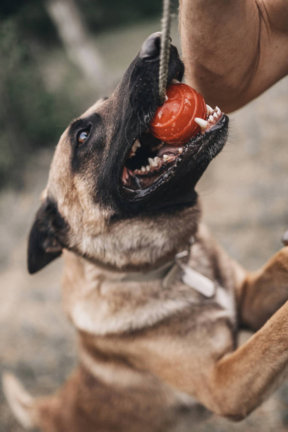 Belgický výcvik psů Malinois. Skákající pes kousne člověka. Útok na ochranu hostitele na zločince. Policejní pes - Fotografie, Obrázek