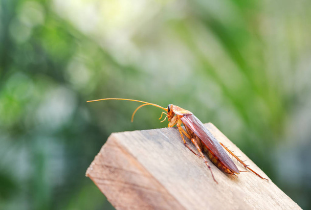 Κατσαρίδα σε ξύλινο, φύση θαμπό φόντο. Χώρος για κείμενο i - Φωτογραφία, εικόνα