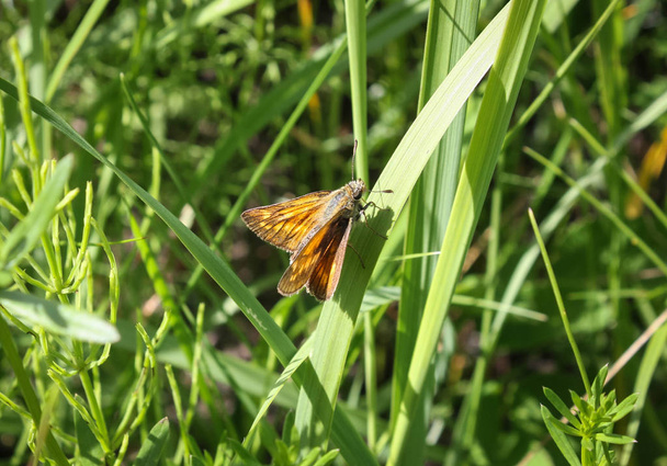 緑の草の上に美しい大きなスキッパー蝶オークロデスシルバナス. - 写真・画像