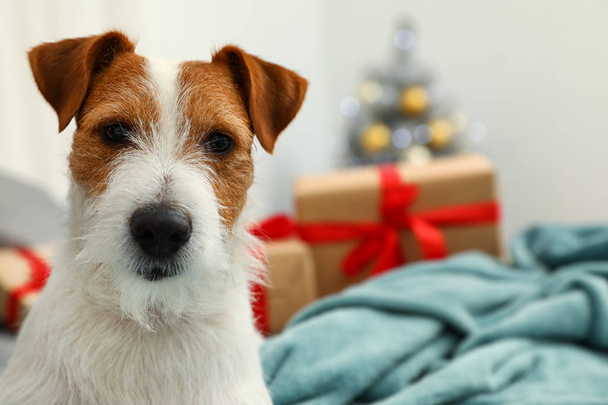 Cute Jack Russell Terrier dog on bed in room decorated for Christmas, space for text. Cozy winter - Fotoğraf, Görsel