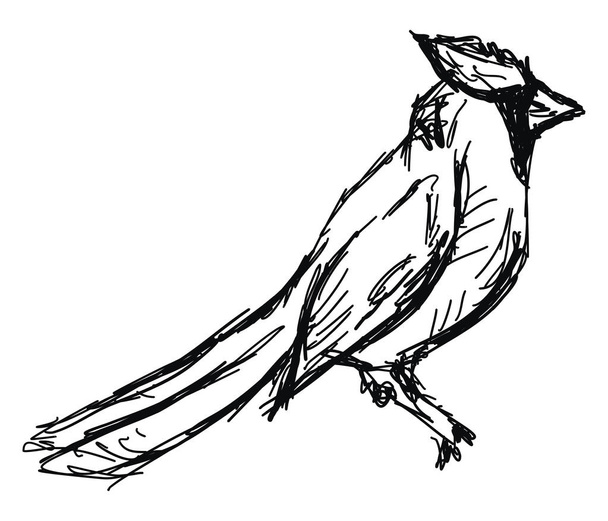Kresba ptactva, ilustrace, vektor na bílém pozadí. - Vektor, obrázek