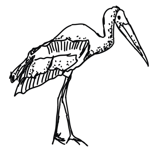 Stork drawing, illustration, vector on white background. - Wektor, obraz