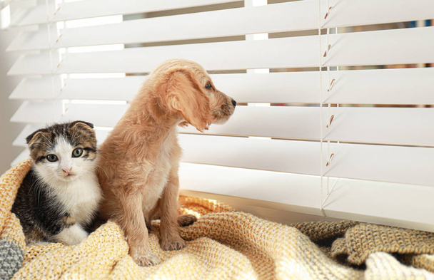 entzückendes kleines Kätzchen und Welpe auf Decke neben Fenster drinnen - Foto, Bild