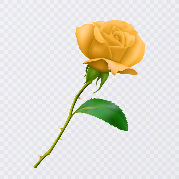 Belle rose jaune sur longue tige avec des feuilles et des épines isolées sur fond blanc, décoration pour votre design, illustration vectorielle photo réaliste
. - Vecteur, image