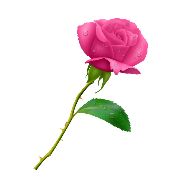 Красивая розовая роза на длинном стебле с листьями и шипами изолированы на белом фоне, фото реалистичные векторные иллюстрации
. - Вектор,изображение