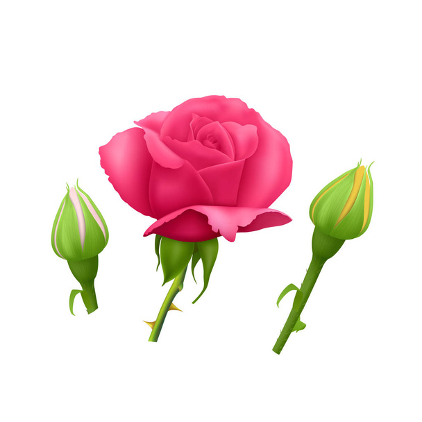短い茎に美しいピンクと黄色のバラのセットと白い背景に隔離されたとげと、写真の現実的なベクトルEps 10イラスト. - ベクター画像