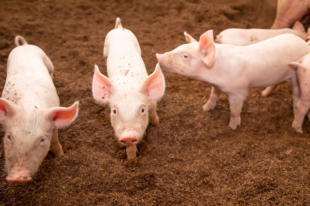 De nombreux porcs marchent sur la paille dans une ferme porcine biologique. Secteur rural
 - Photo, image