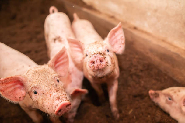 Wiele świń chodzi po plewach w ekologicznej hodowli świń. Obszary wiejskie - Zdjęcie, obraz