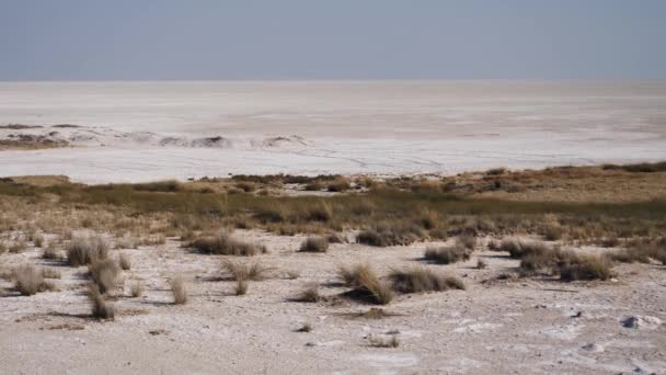 Horizont in der Etoscha-Salzpfanne, Etoscha-Nationalpark, eine trockene, trockene, trostlose Landschaft einer Trockenzeit Salzebene, Namibia, Afrika - Filmmaterial, Video