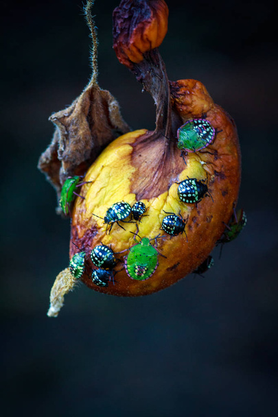 Nezara viridula scarabée vert ravageur des jardins gâter les feuilles et les fruits des fruits légumes poivre de tomate. Polyphage. Le bug réduit la productivité, retarde le développement des plantes
. - Photo, image