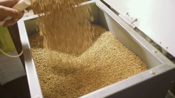 Boiled malt in beer production. Man pours malt into a box - Imágenes, Vídeo