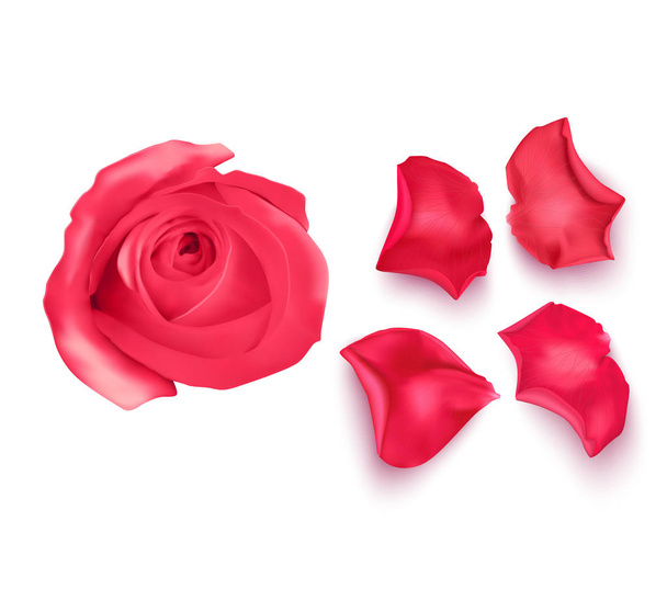 Joukko vaaleanpunaisia ruusun terälehtiä, lähikuva valkoisella taustalla voidaan käyttää romanttisten tervehdysten suunnitteluun. VektoriEps10-kuva - Vektori, kuva