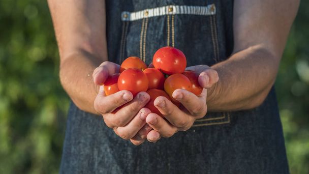 A farmer holds a handful of ripe red tomatoes. Organic vegetables concept - Fotoğraf, Görsel