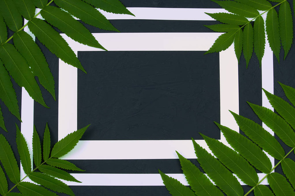 Dos marcos de papel blanco y ramas verdes de árbol de vinagre sobre fondo gris oscuro, vista superior, disposición plana. Concepto frontera naturaleza
. - Foto, imagen
