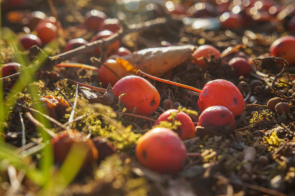 Rijpe krab appels op de grond - Foto, afbeelding