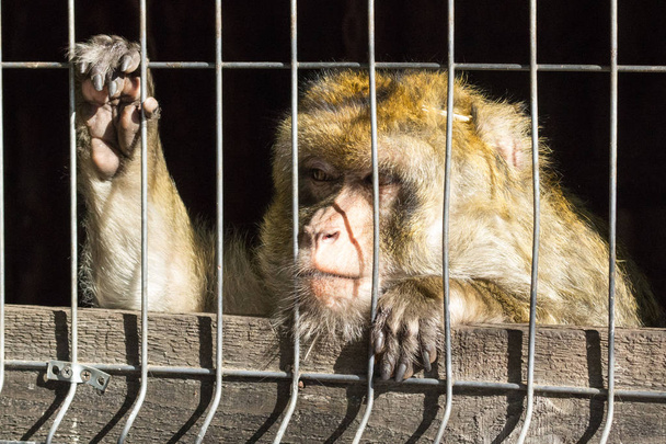 Makákó az állatkertben. Szomorú majom rács mögött. Vadállat fogságban. Makákó kinézetű. Bolyhos haj. Az állat figyel.. - Fotó, kép