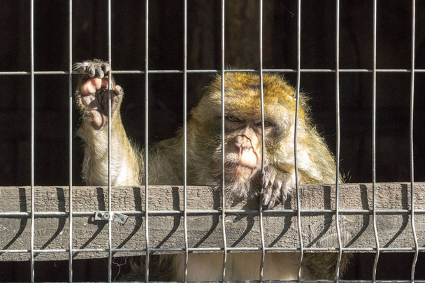 Hayvanat bahçesindeki Macaque. Üzgün maymun parmaklıklar ardında. Esaret altında vahşi bir hayvan. Bir macaque bakışı. Kabarık saçlı. Hayvan izliyor.. - Fotoğraf, Görsel