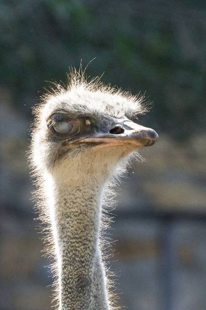 Het hoofd van een struisvogel. Struisvogel boerderij. Snavel, ogen en oor van een vogel close-up. Lange hals vogel. Struisvogel EMU. Contact dierentuin. Struisvogel pluis en veren. De vogel knippert. Nieuwsgierig kijken. - Foto, afbeelding