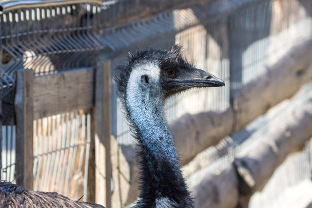 The head of an ostrich. Ostrich farm. Beak, eyes and ear of a bird close-up. Long necked bird. Ostrich Emu. Contact Zoo. Ostrich fluff and feathers. The bird blinks. Curious look. - Photo, Image