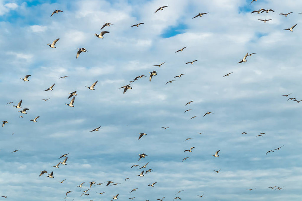 Um grande bando de gansos está voando no céu. As aves preparam-se para migrar para sul. Setembro 2019, Finlândia
 - Foto, Imagem