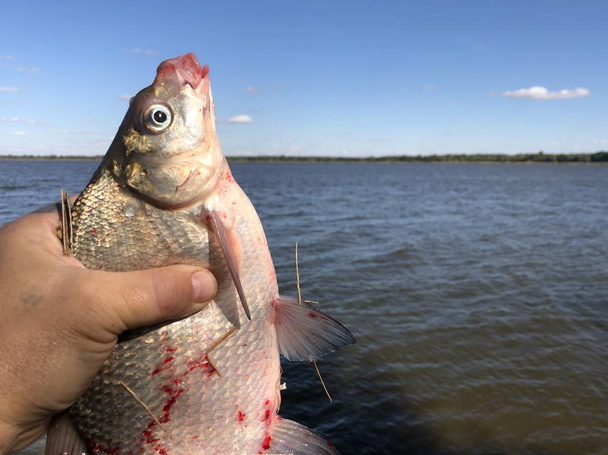 Ψάρια "κυπρίνους" στα χέρια ενός ψαρά στο φόντο της λίμνης. - Φωτογραφία, εικόνα