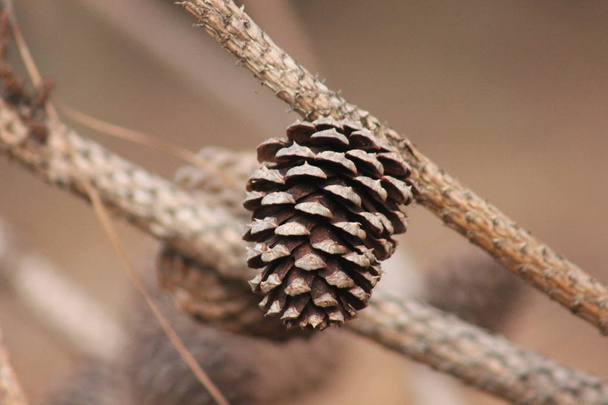 Único cone de pinho no ramo de árvore seca de pinho com fundo marrom
 - Foto, Imagem