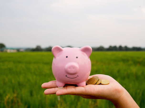 roze Piggy Bank op de groene rijstveld achtergrond, geld besparen voor toekomstig plan en pensioenfonds concept - Foto, afbeelding