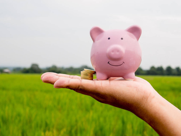 roze Piggy Bank op de groene rijstveld achtergrond, geld besparen voor toekomstig plan en pensioenfonds concept - Foto, afbeelding