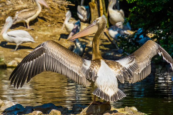 kanatlarını yayan ve tüm tüylerini gösteren dalmaçyalı bir pelikan yakın çekim, Avrupa'nın kuş yaban hayatı - Fotoğraf, Görsel